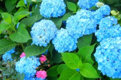 Monticello-Pretty-Hydrangeas-in-the-Garden-scaled