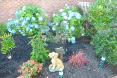 Monticello-Doggie-Greets-Friends-scaled