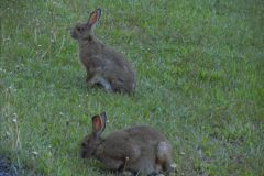 Backyard-Friends-scaled