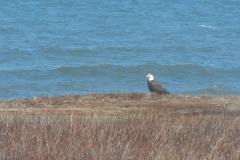Bald-Eagle-At-Shoreline