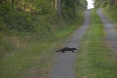 Black-Mink.jpg-scaled
