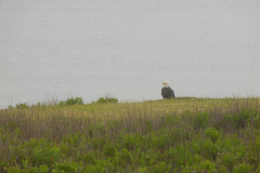 Eagle-at-Shore2.jpg