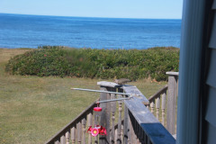 Flicker-on-the-Railing.jpg
