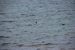 Grey-Seal