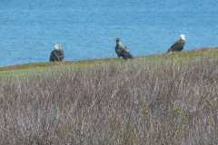 Monticello-3-Eagles-at-Shoreline