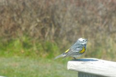 Monticello-Bird-on-Deck-June-2016