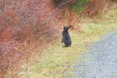 Monticello-Black-Hare-Visits-our-Laneway-scaled