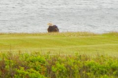 Monticello-Eddie-the-Eagle-June-2015