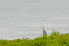 Monticello-Heron-off-Back