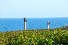 Monticello-Mr-Mrs-Eagle-at-our-Shoreline-2-scaled