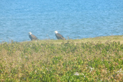 Monticello-Mr-Mrs-Eagle-at-our-Shoreline