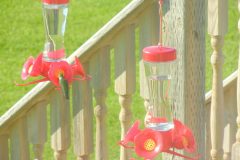 MonticelloWatch-the-Hummingbirds-All-Day-Long-scaled