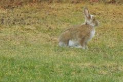 Morning-Rabbit