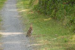 Ruffed-Grouse.jpg-scaled