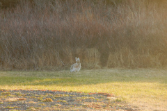 Snowshoe-Hare.jpg